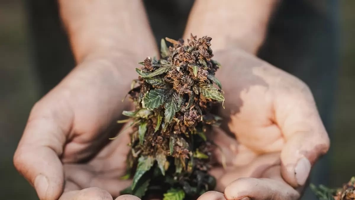 Cannabis (Representational Image)