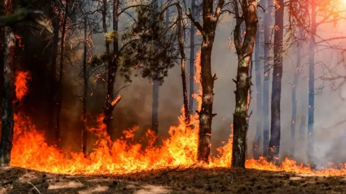 A representational image of wildfire