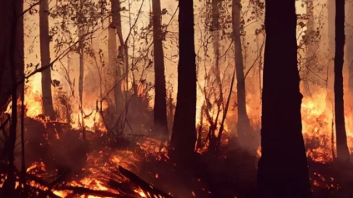 Representational image of wildfires