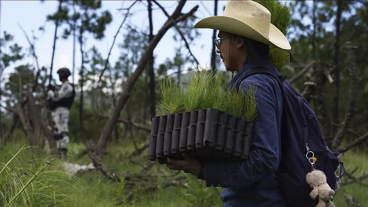 Mexico Reforestation