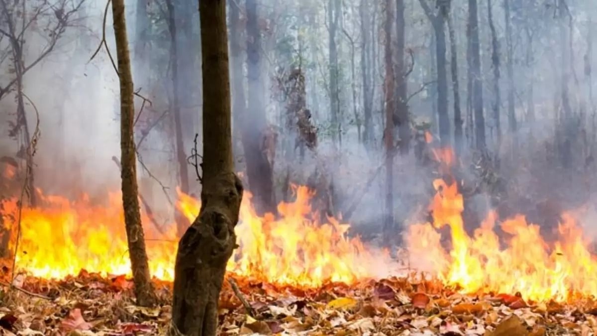 How to Help people hit by Wildfire in Maui