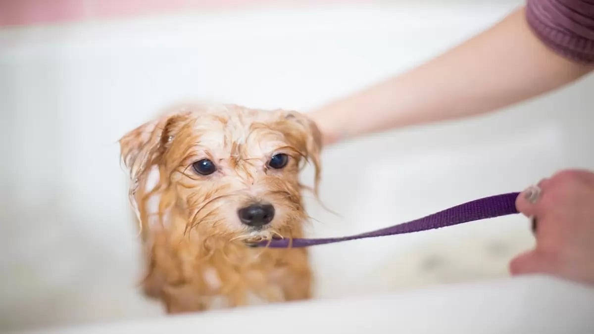 dog (representative image)