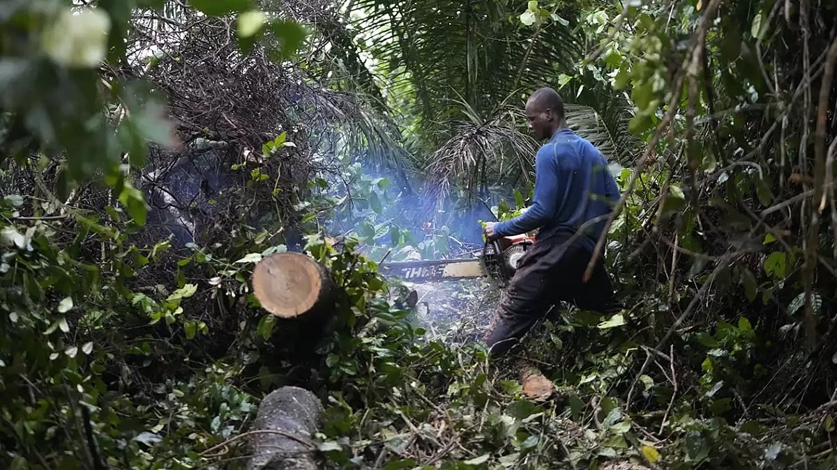 Nigeria Deforestation Logging