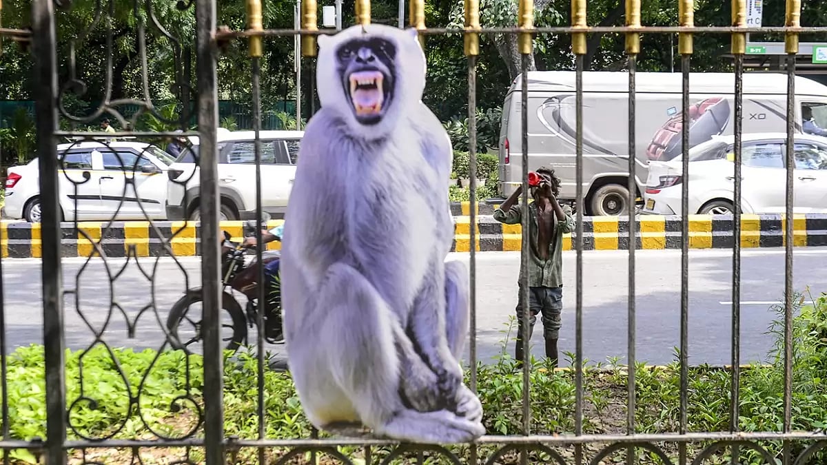 Langur Cutouts
