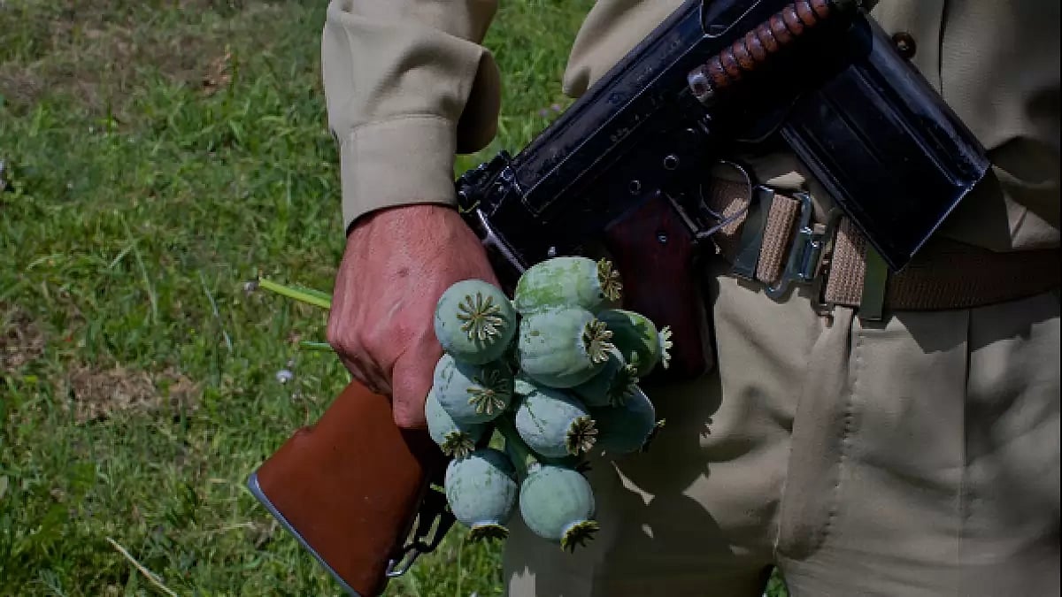 A policeman on duty holding a bunch of poppy buds as Kashmir government official destroys illegally 