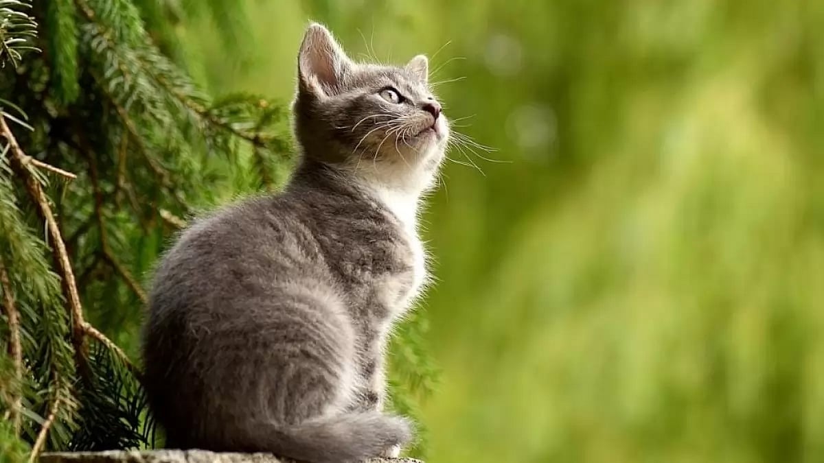 Pet insurance