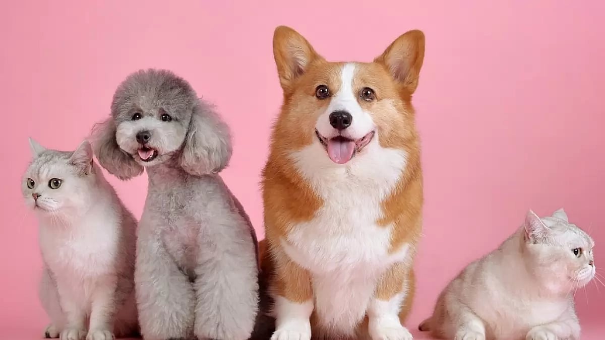 Happy Paws at Play