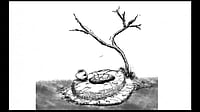 The women of Barmer are committing suicide by jumping into the private wells owned by their families