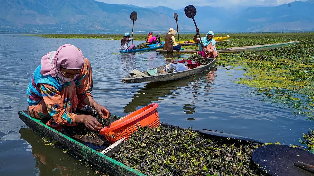 Water chestnuts in Bandipora