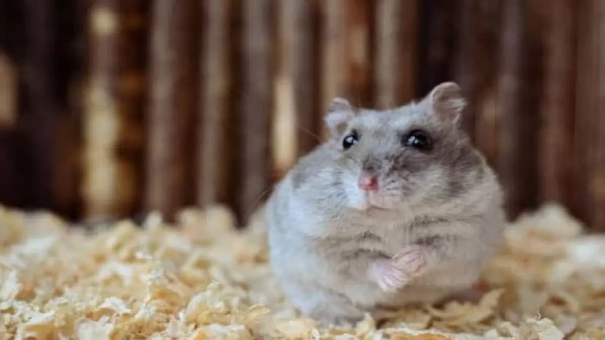 US Hamsters