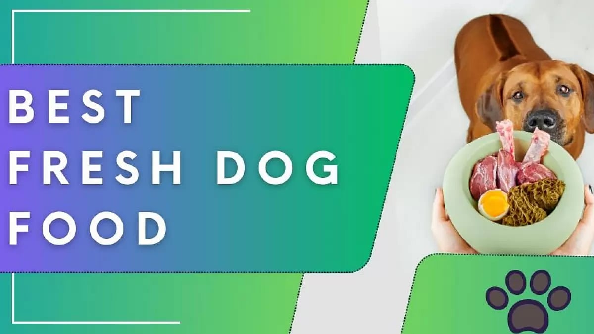 Best Fresh Dog Food