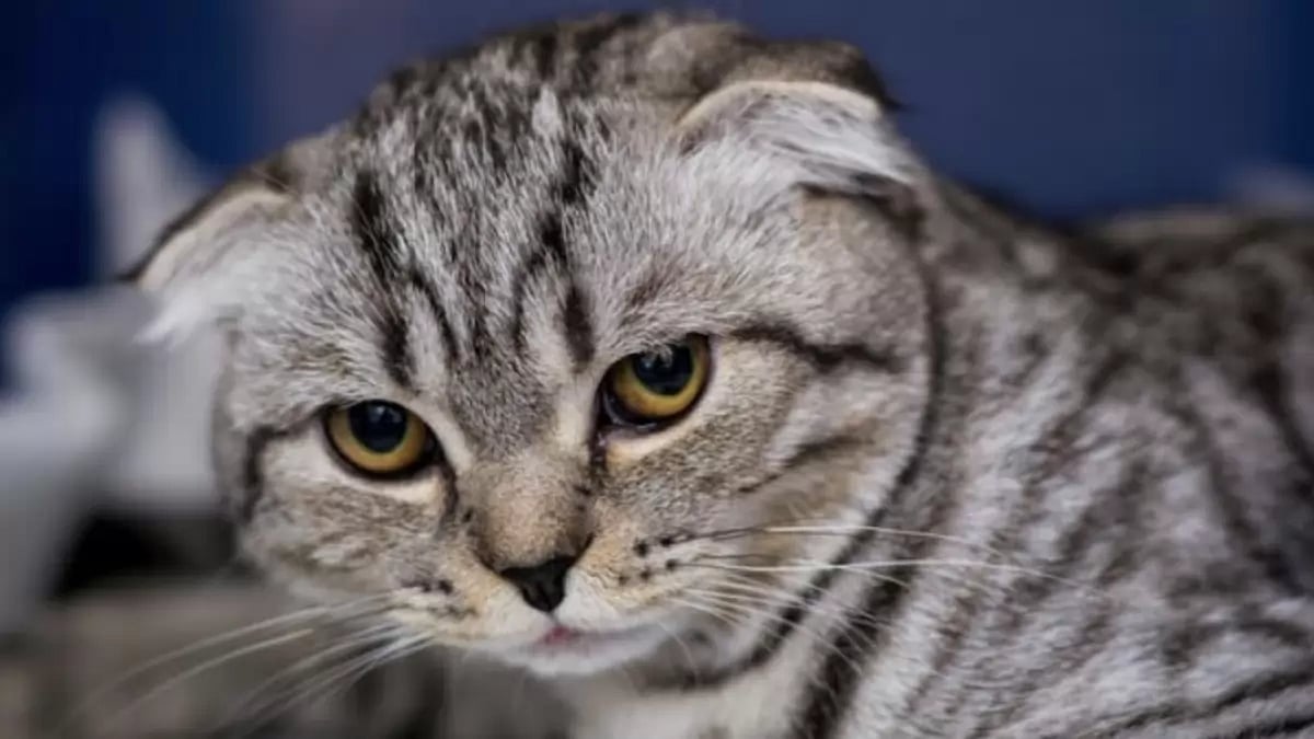 Brachycephalic Cat