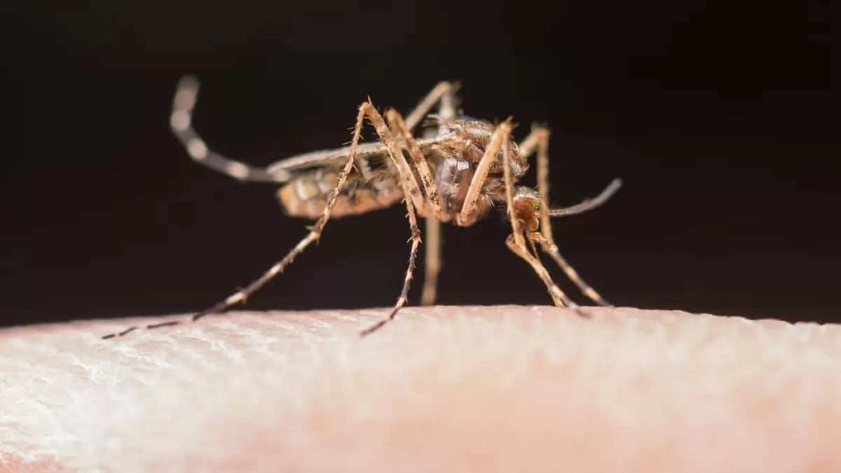  West Nile virus has been detected in several US states