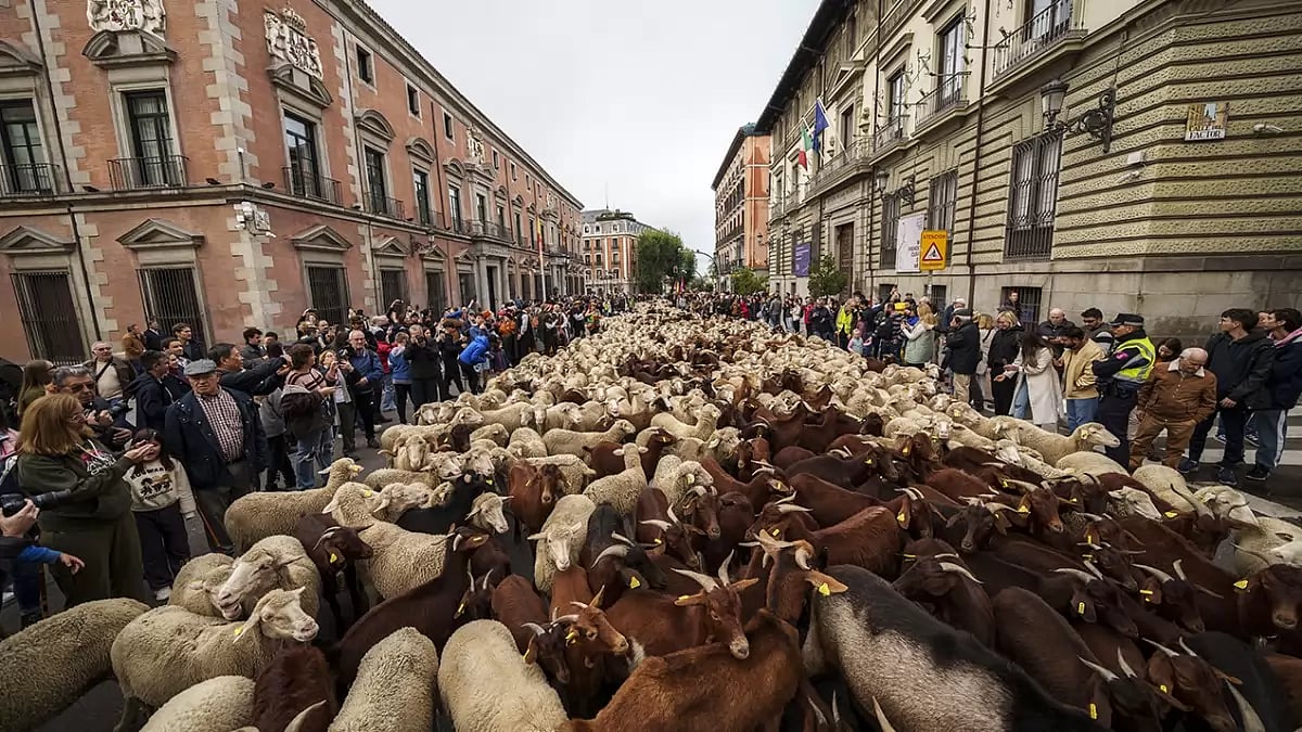 Spain Sheep Crossing