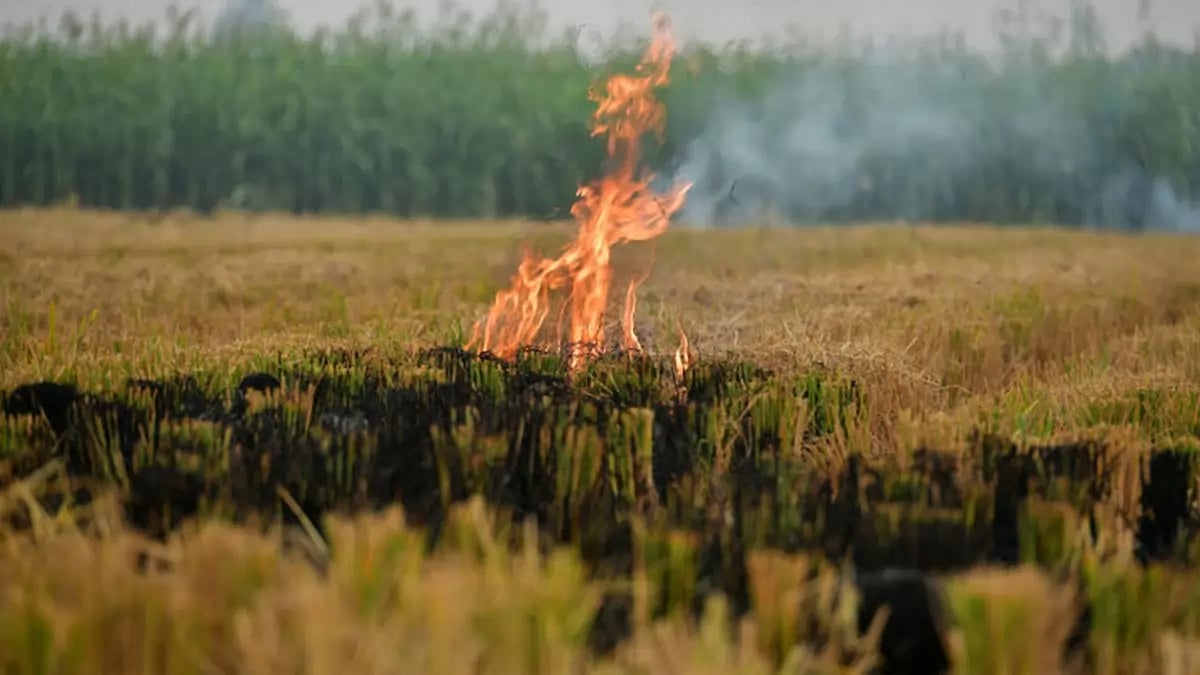 Stubble Burning