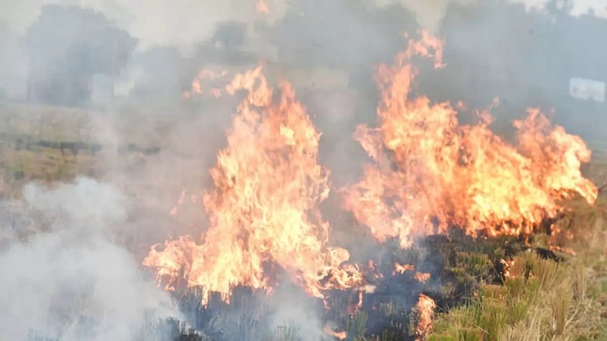 Stubble Burning