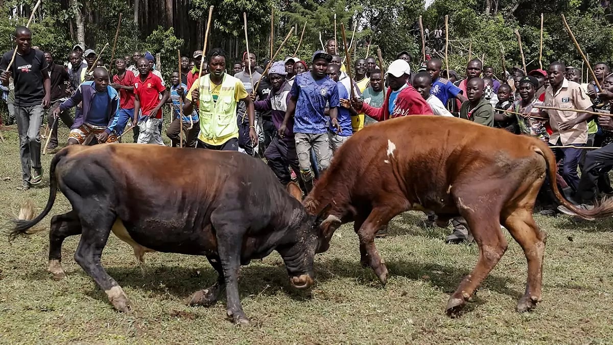 Kenya Bullfighting