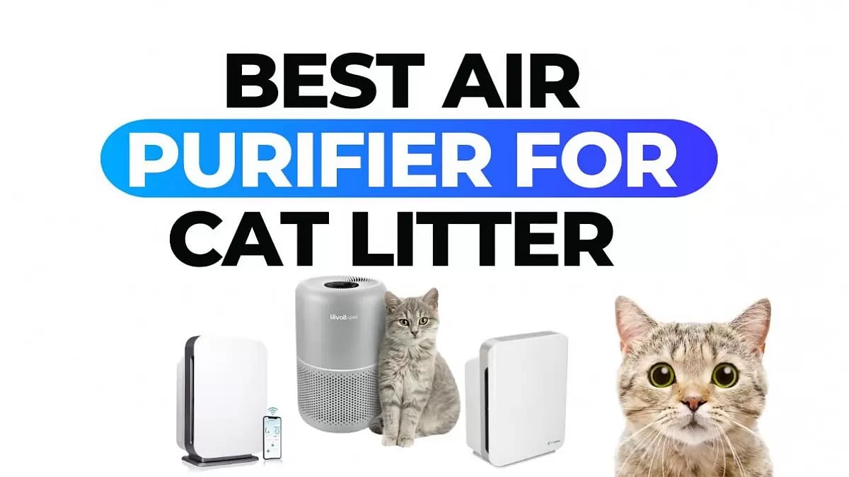 Top Air Purifiers For Cat Litter In 2023