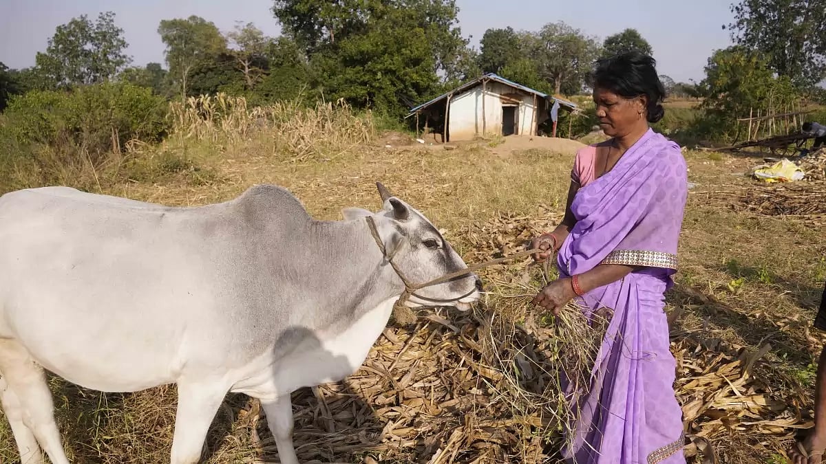 Phulwati Devi feeds the cattle on their 6-acre land, the produce of which is not enough for them to 