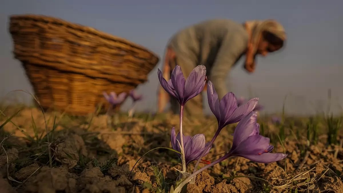 Kashmir Saffron