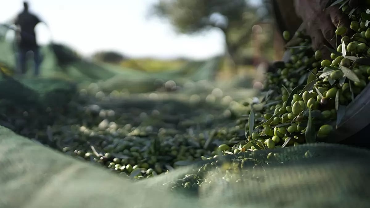 Greece Europe Olive Oil