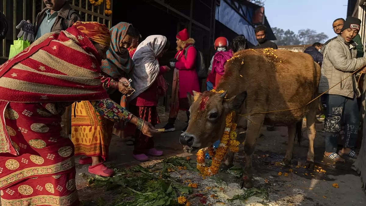 Devotees performs rituals during Gai Tihar or cow festival