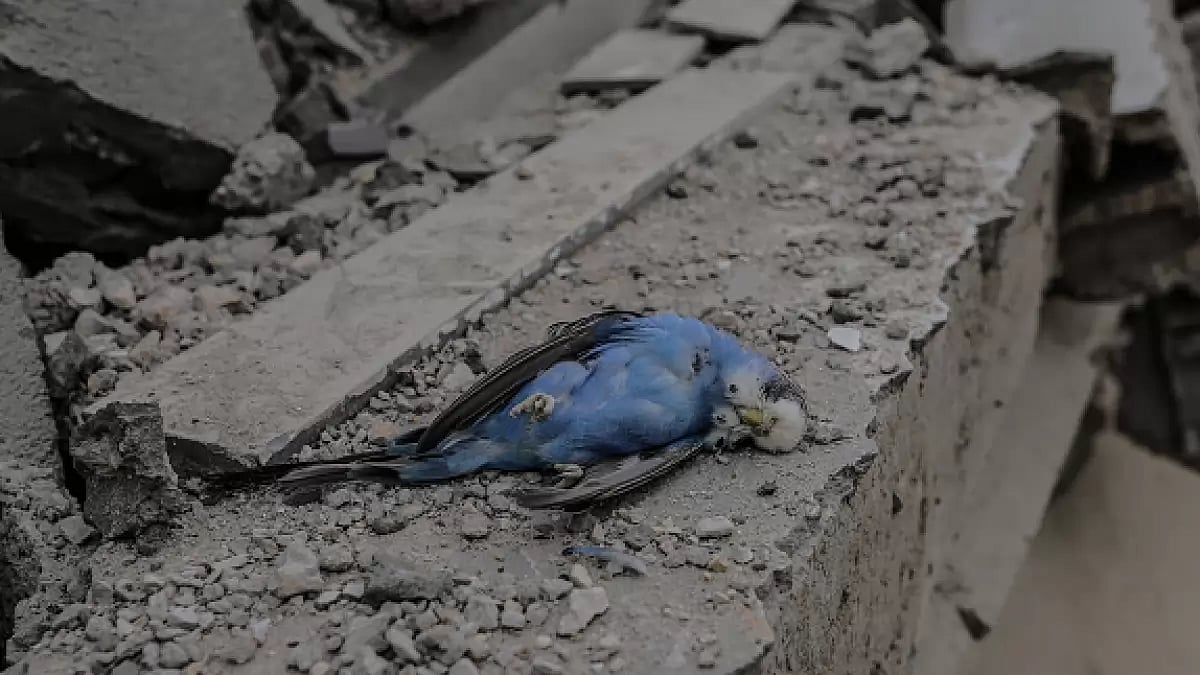 A dead bird is seen among the rubble after Israeli airstrikes in Gaza City