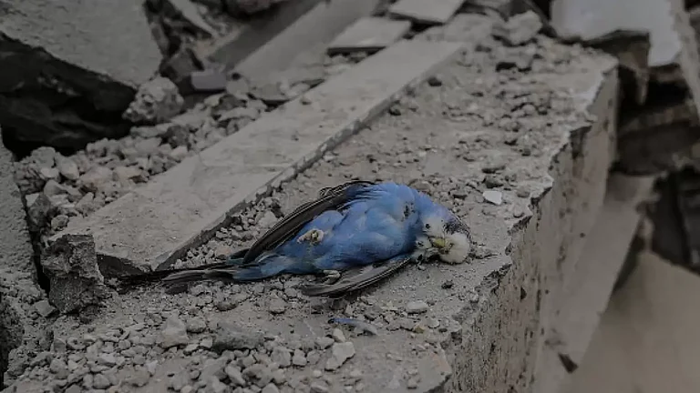 A dead bird is seen among the rubble after Israeli airstrikes in Gaza City - null