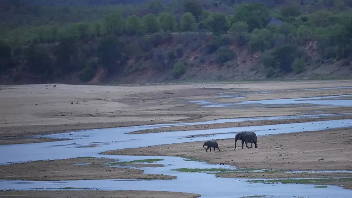 Zimbabwe Wildlife Drought