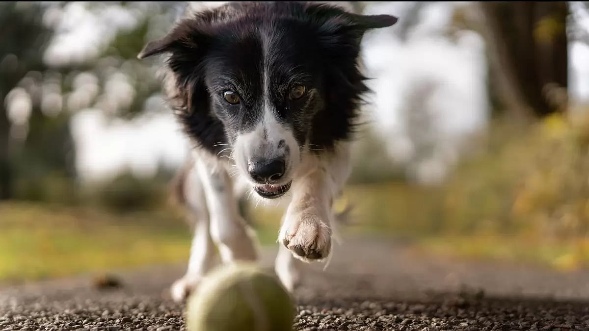 Some cases of pneumonia progress quickly, making dogs very sick within 24 to 36 hours.