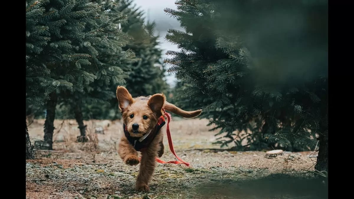 Buy Your Goldendoodle Puppy