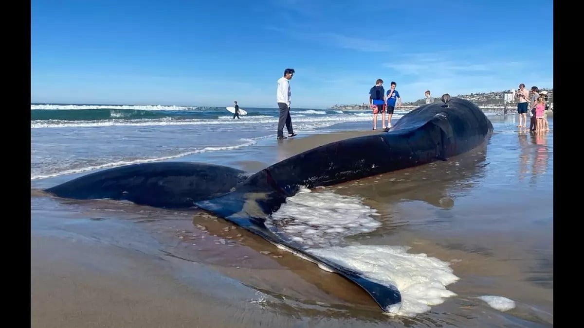 52ft long dead fin whale washed ashore San Diego beach.