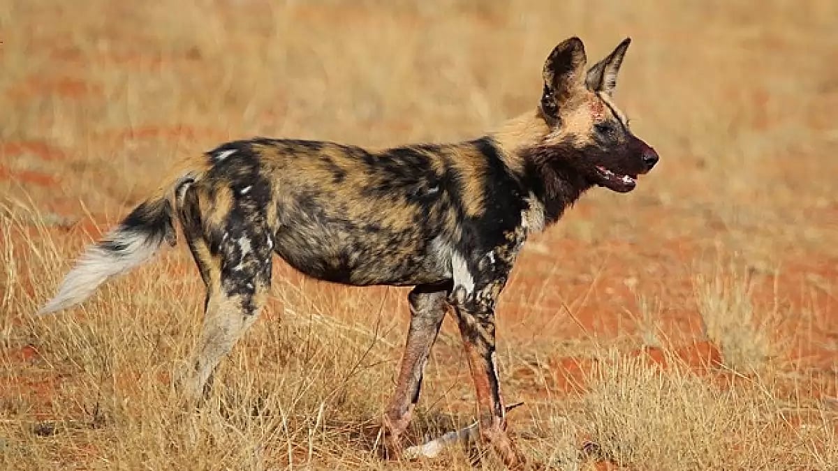 African-painted dog