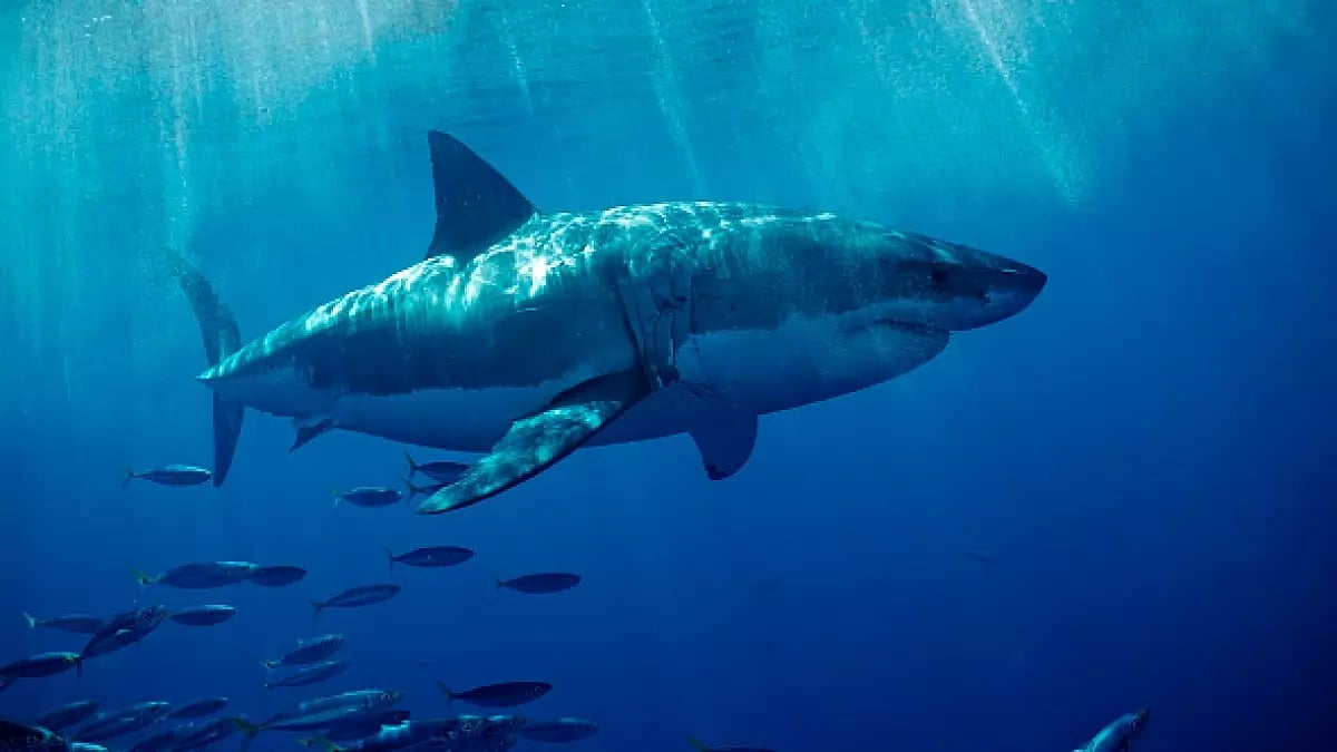 Raj Shekhar Aich’s book ‘Iridescent Skin’ is a mix of memoir and anthropological record of sharks.