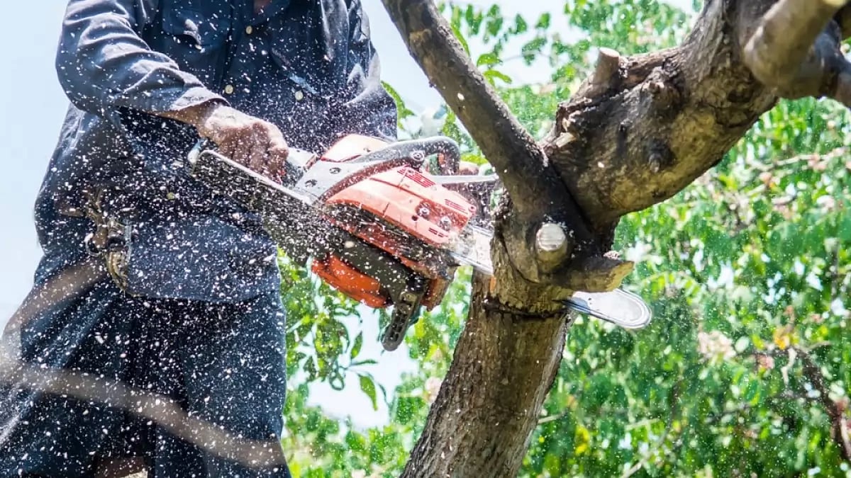 Best Tree Trimming Service In San Antonio