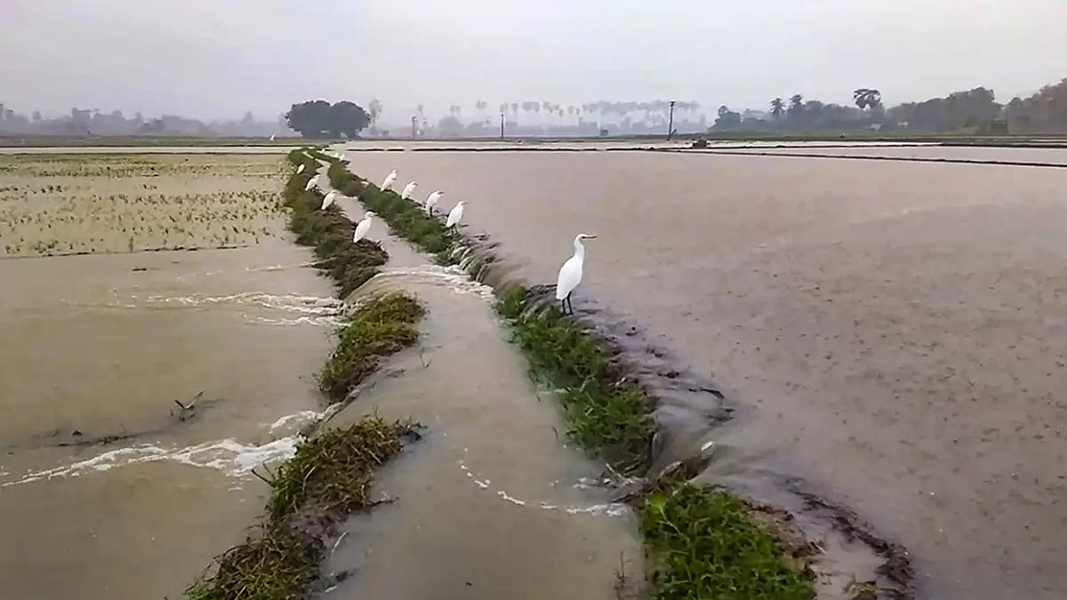 Rain in Tamil Nadu