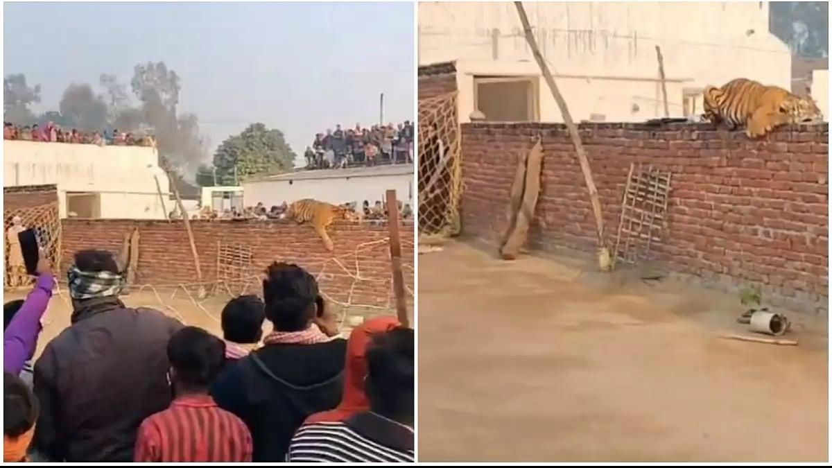 The tiger was caged and taken away by the forest department team on Tuesday