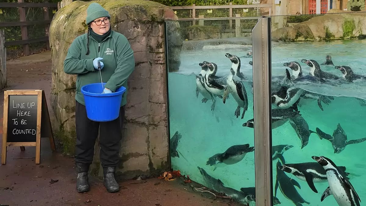 Britain Zoo Count