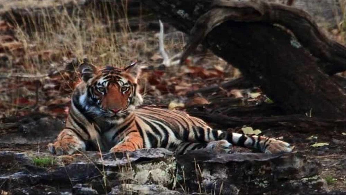 Two Tigresses To Be Shifted To Ahmedabad Zoo From Aurangabad