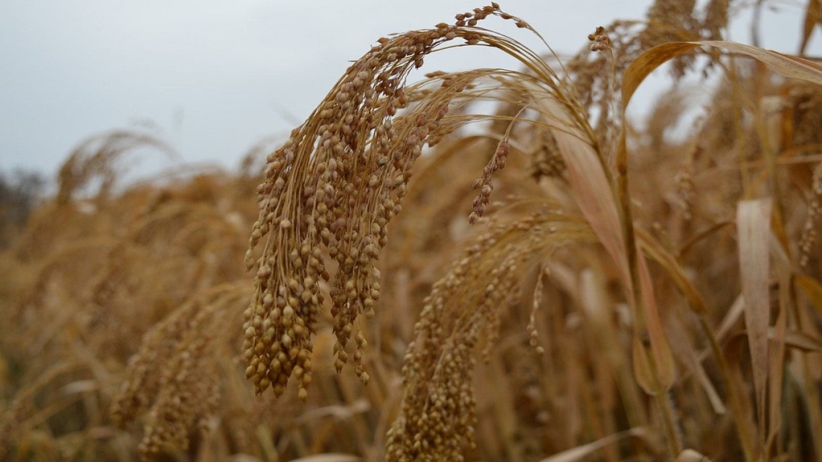 Organic Millets Grown In Himalayas Soon To Reach Denmark