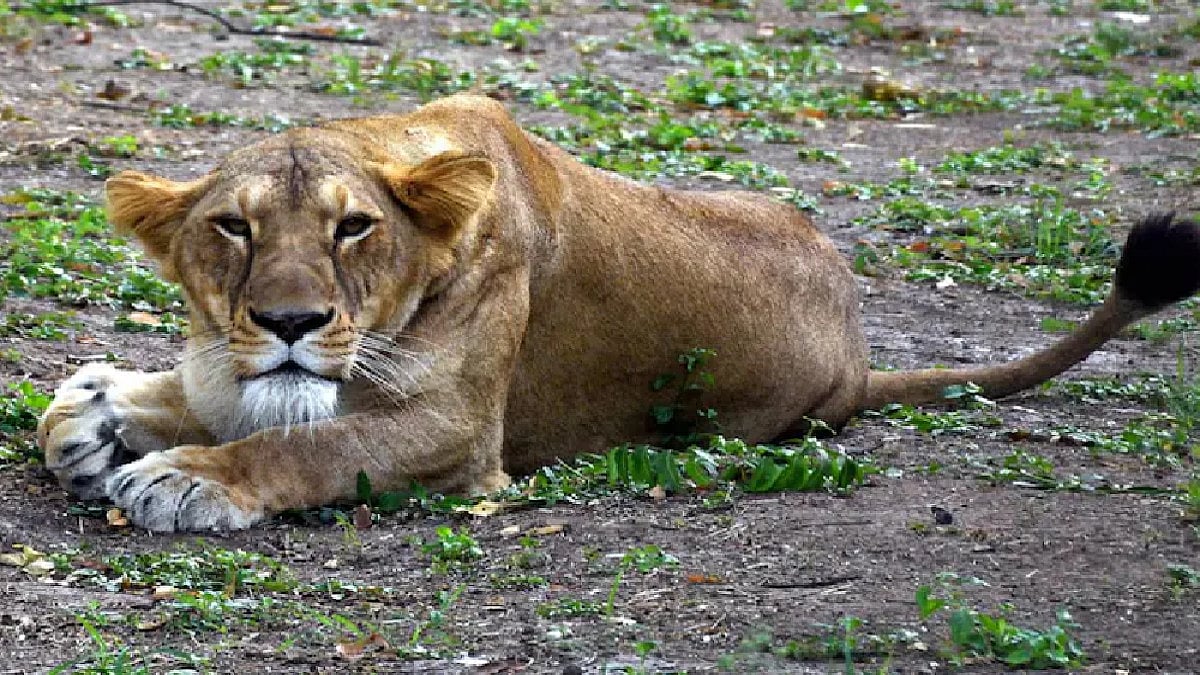 Lioness Dies After Touching Electric Fence At Gujarat Farm; Two Held