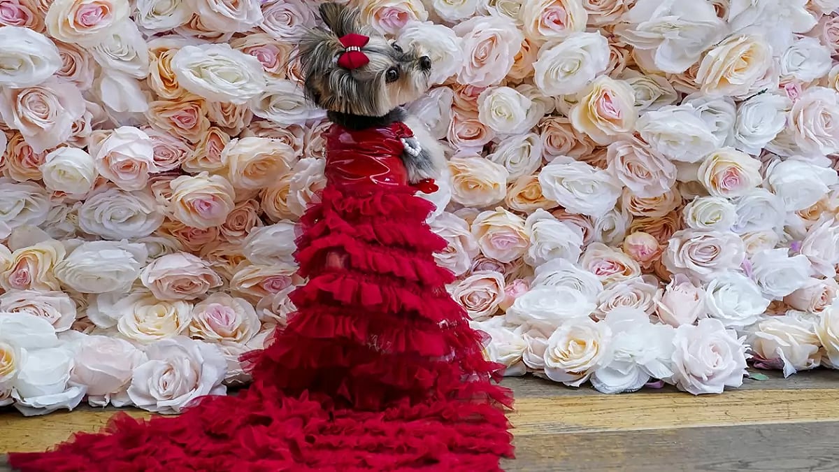 Pet Gala