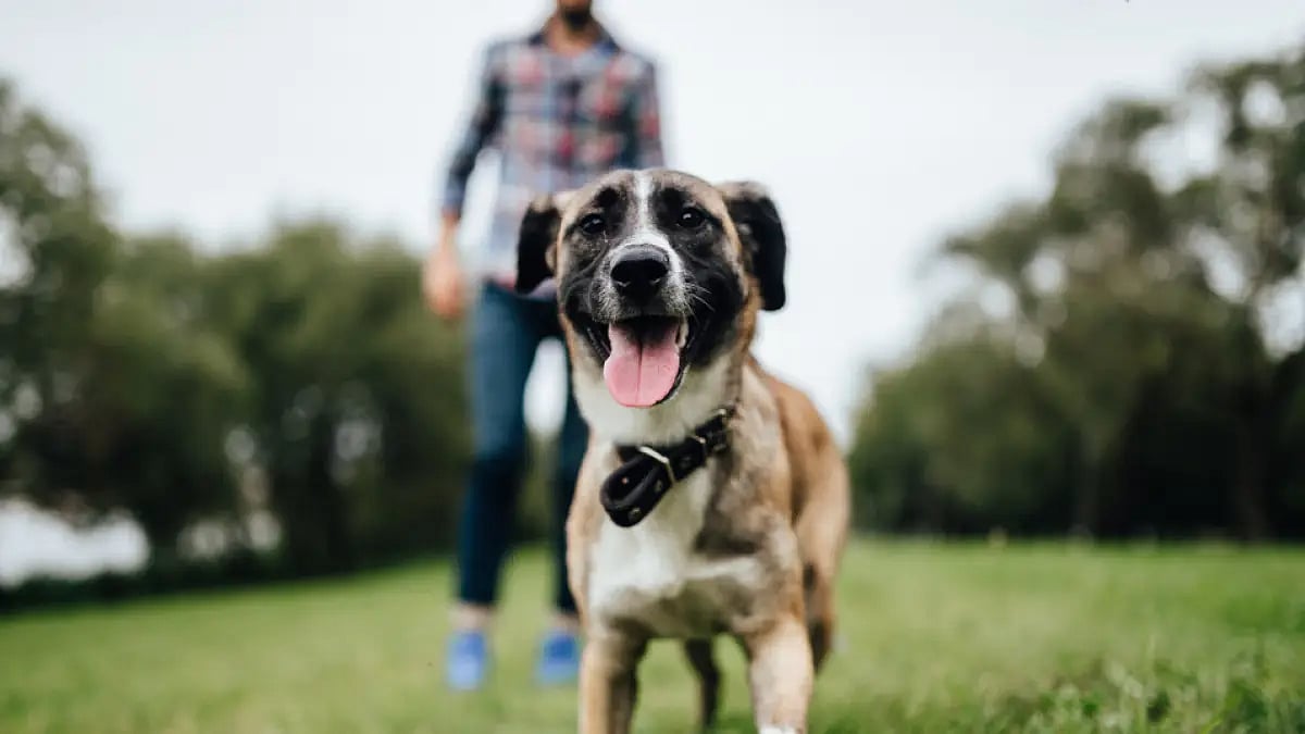 India Brings Forth First Homegrown COVID-19 Vaccine Anocovax For Animals