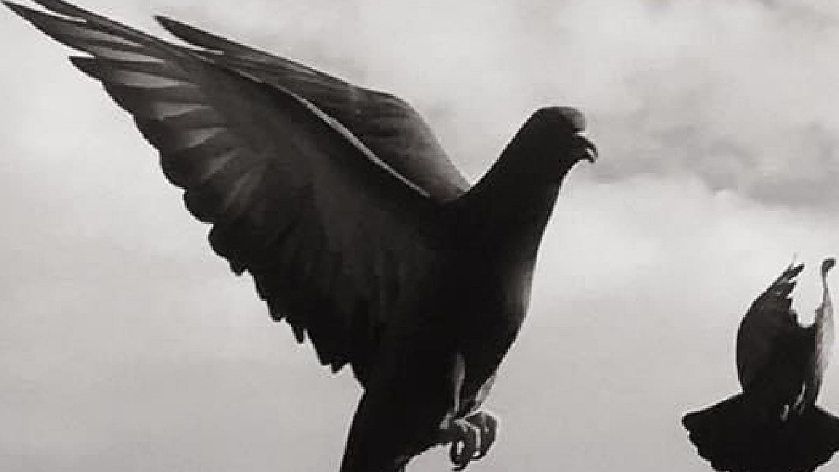 Pigeons 