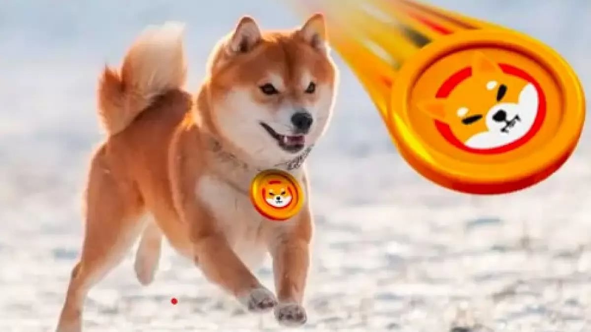 Shiba Inu