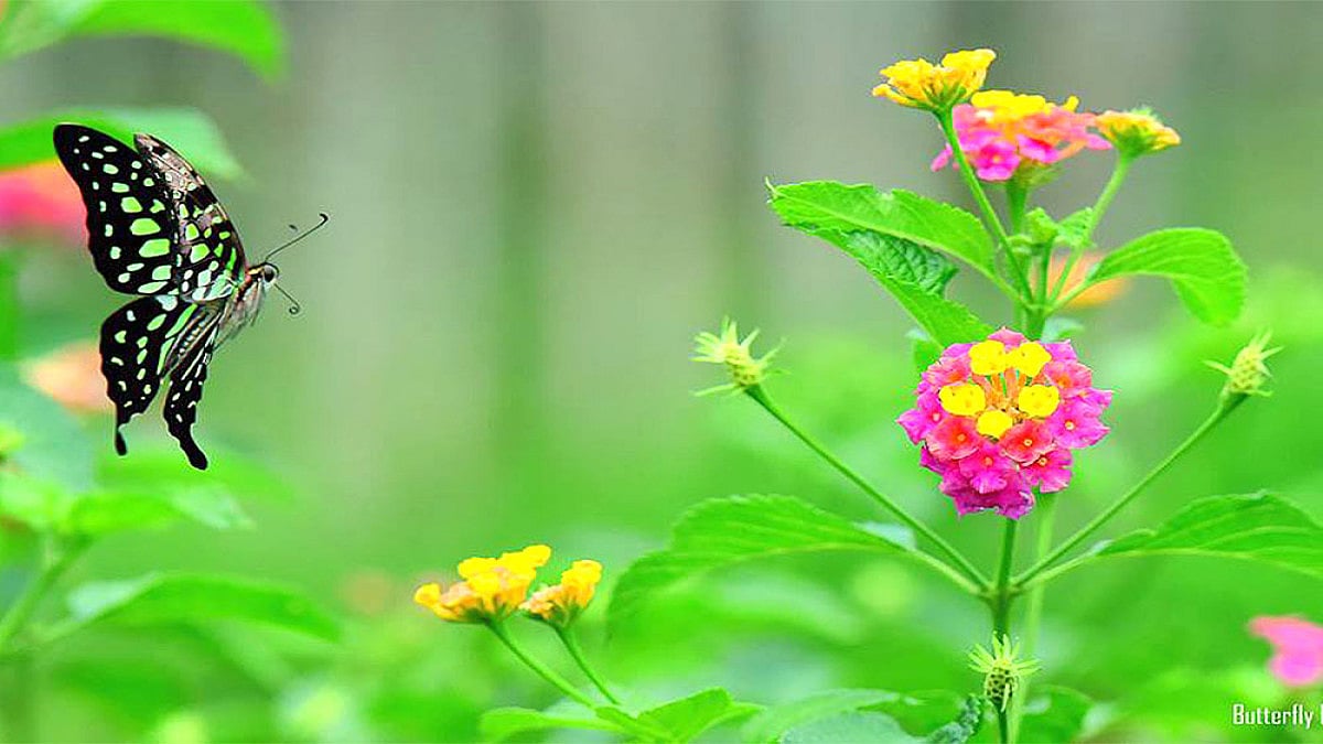 Where Wings Flutter Freely: A Sneak Peak Into Karnatakas First Private Butterfly Park