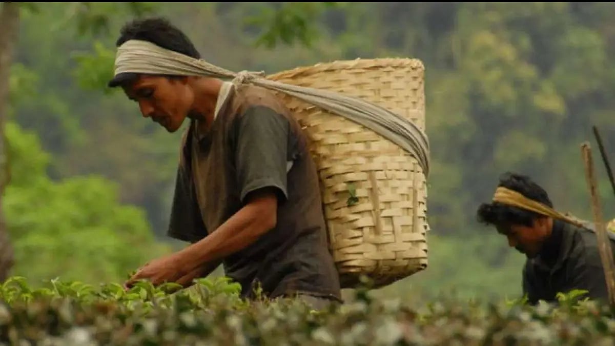 Tea garden