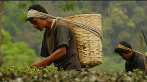 Tea garden