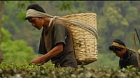 Tea garden