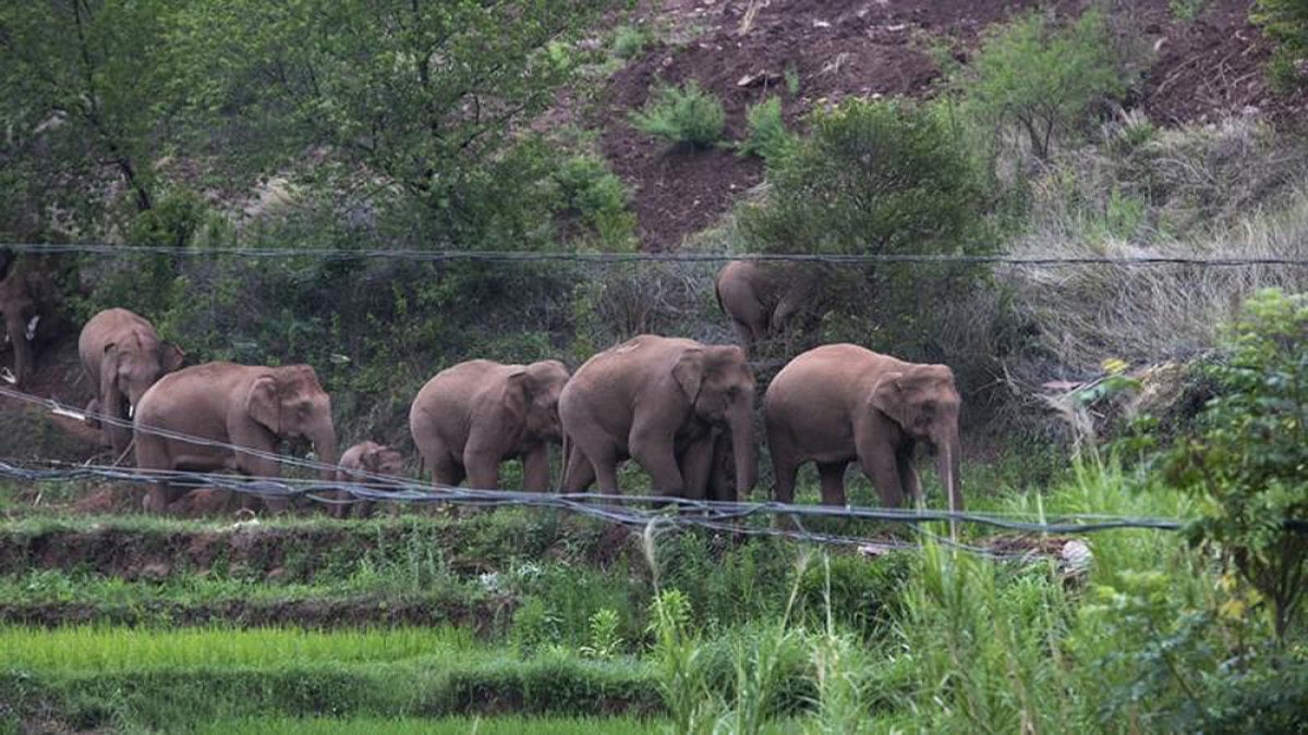 Elephants need to move. It is embedded in their DNA and a natural necessity. If the free-ranging giants do not move both forest and animal would perish, such is the way in nature.